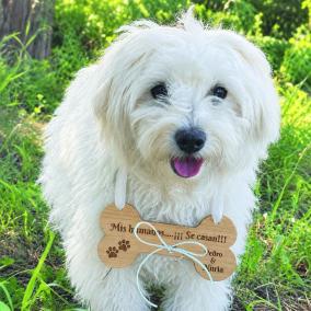 Cartel para Perros Grabado